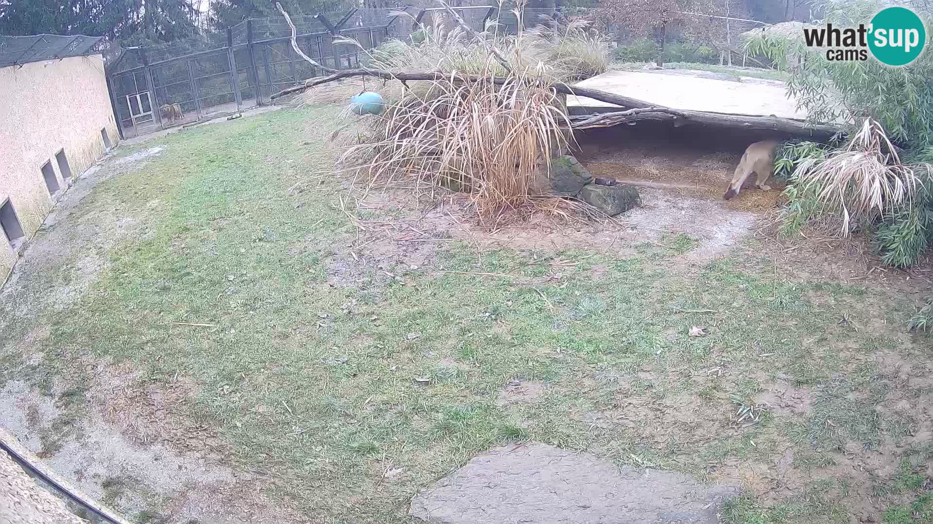 Löwe live Webcam im Zoo von Ljubljana – Slowenien