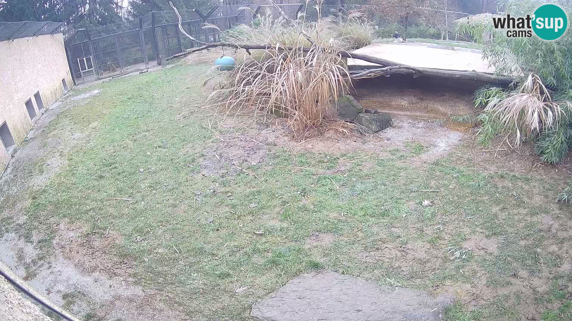 LEON Webcam en vivo en Ljubljana Zoo – Eslovenia