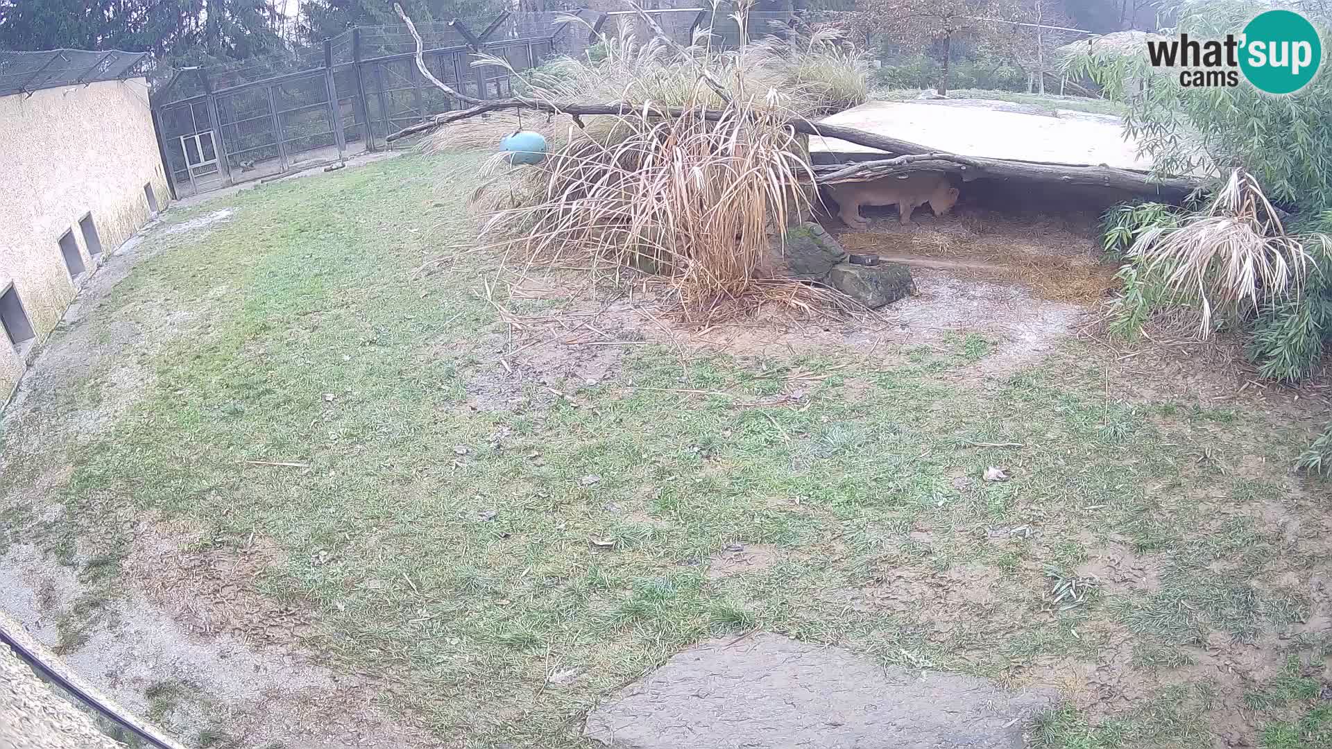 LEONE live Webcam nello zoo di Lubiana – Slovenia