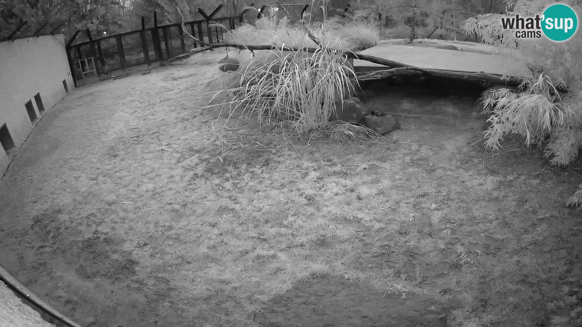 LION webcam en direct du zoo de Ljubljana – Slovénie