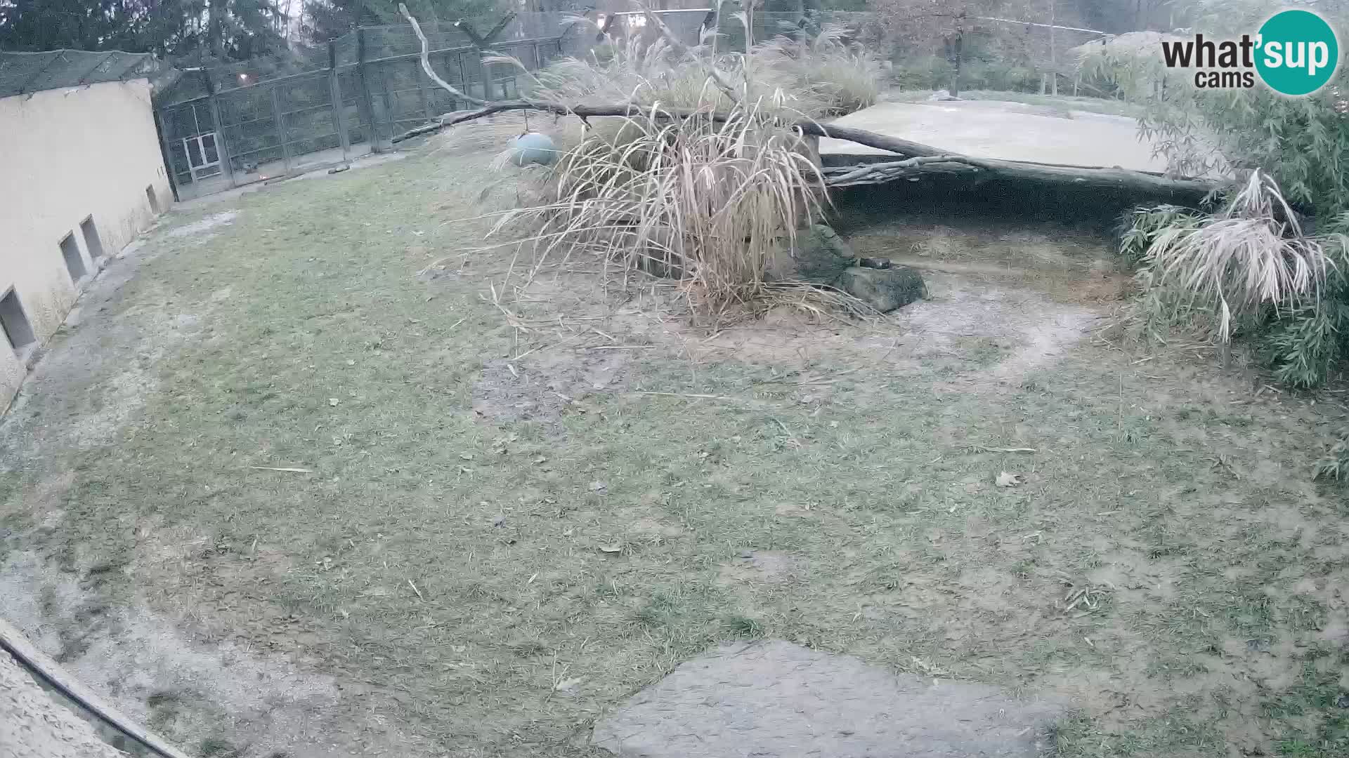 LEON Webcam en vivo en Ljubljana Zoo – Eslovenia