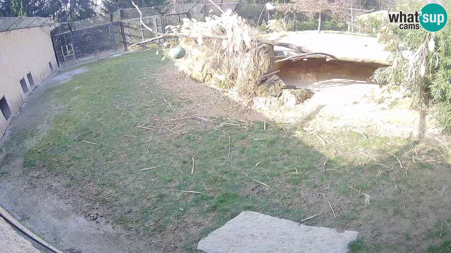 LEVI spletna kamera v živalskem vrtu Ljubljana Zoo