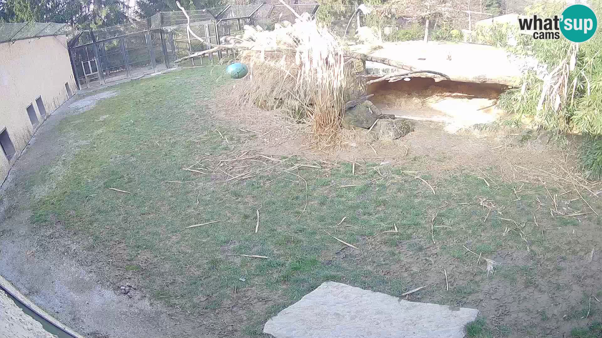 LEON Webcam en vivo en Ljubljana Zoo – Eslovenia