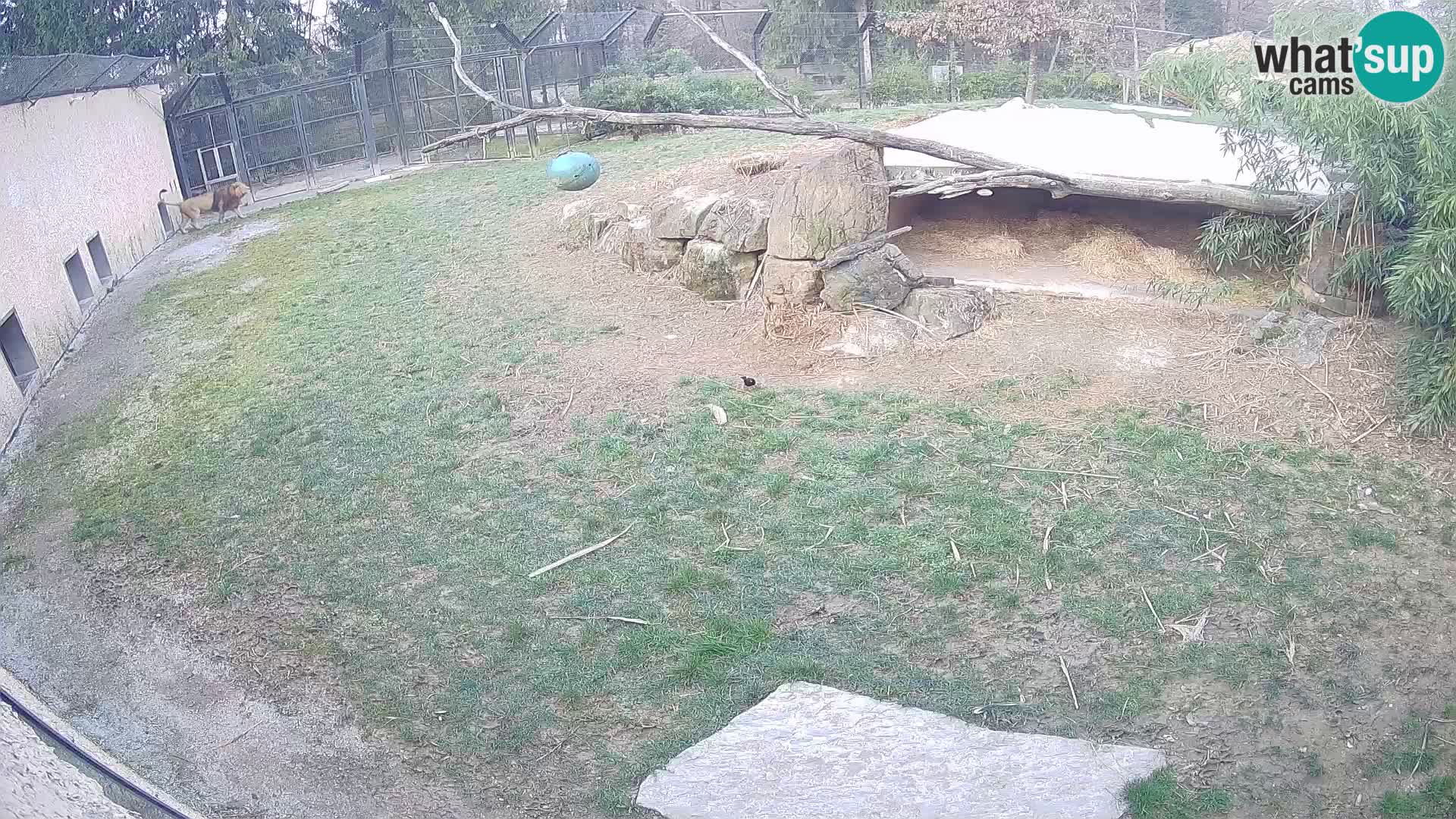 Löwe live Webcam im Zoo von Ljubljana – Slowenien