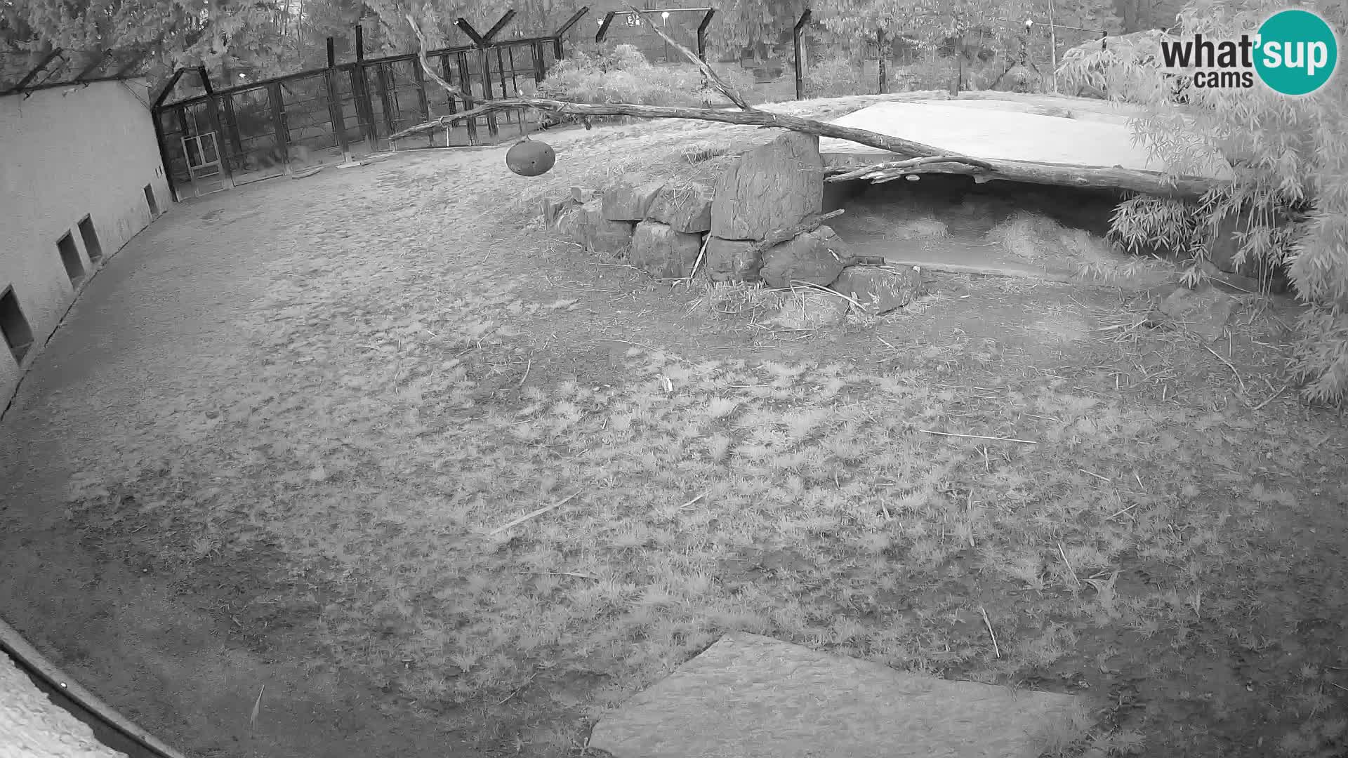 Lavovi web kamera uživo u ljubljanskom zoološkom vrtu – Slovenija