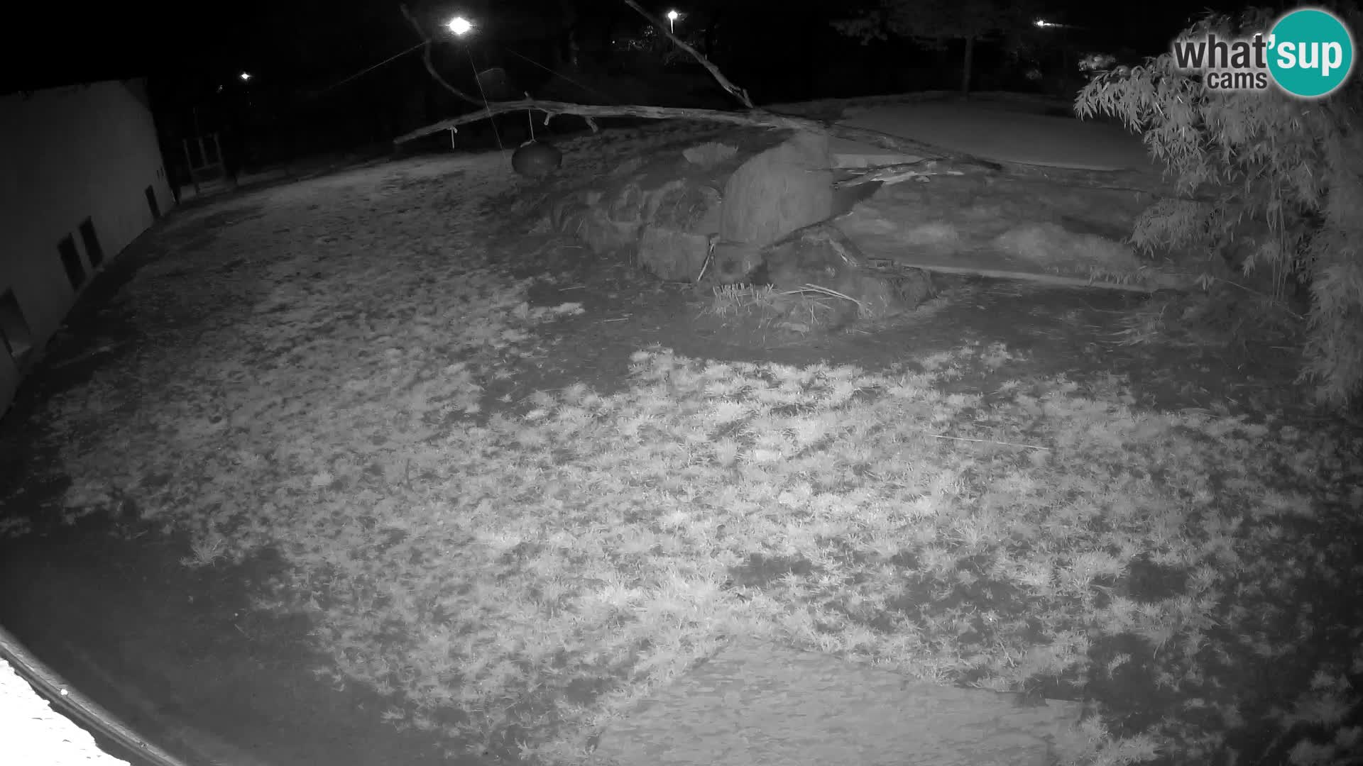 Löwe live Webcam im Zoo von Ljubljana – Slowenien