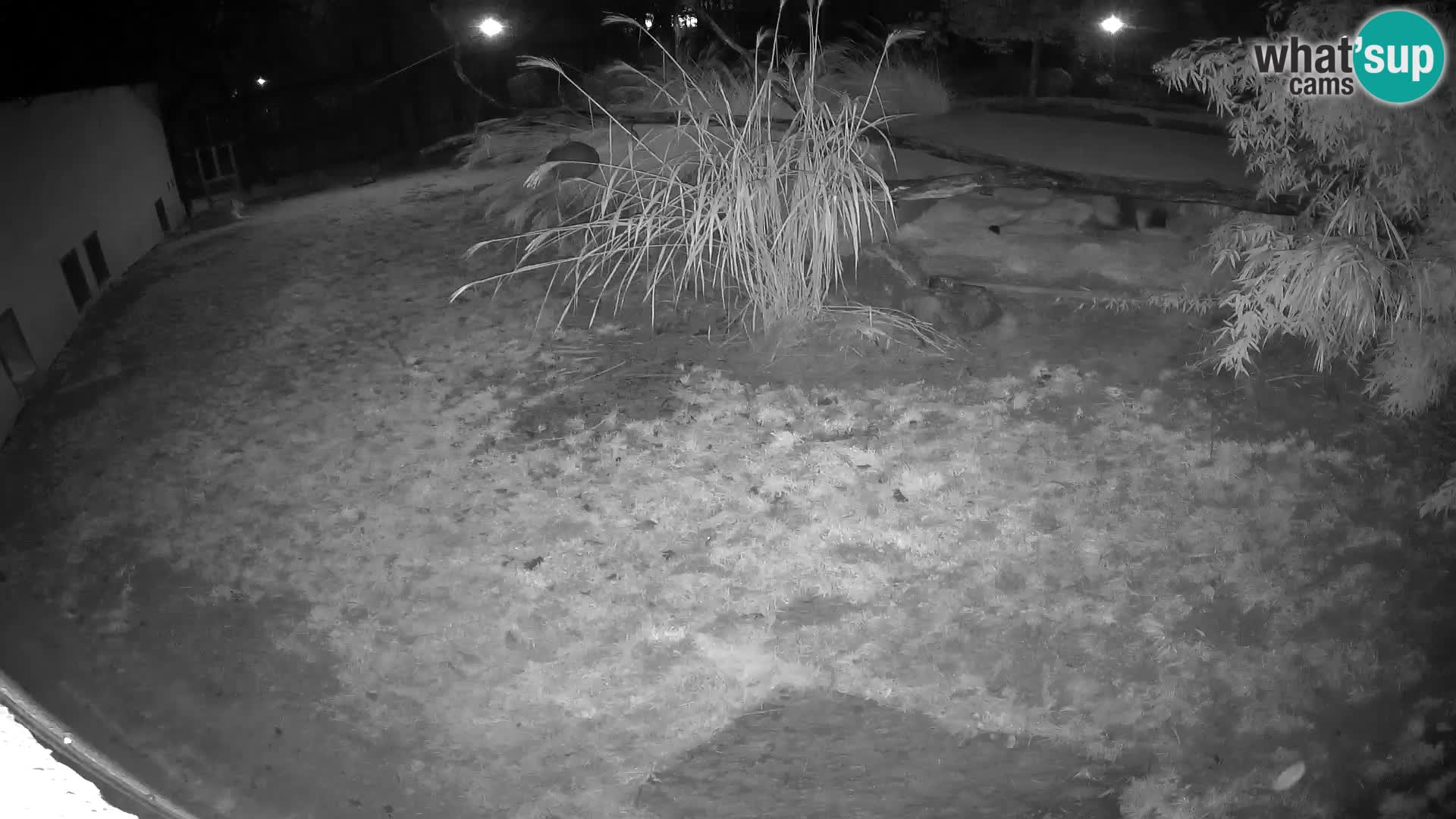 LION live Webcam in Ljubljana Zoo – Slovenia