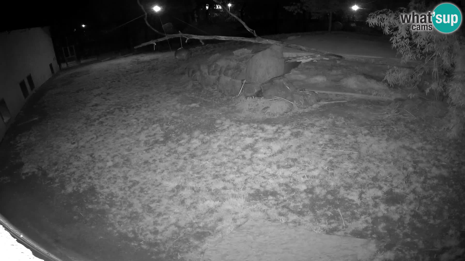 LEVI spletna kamera v živalskem vrtu Ljubljana Zoo