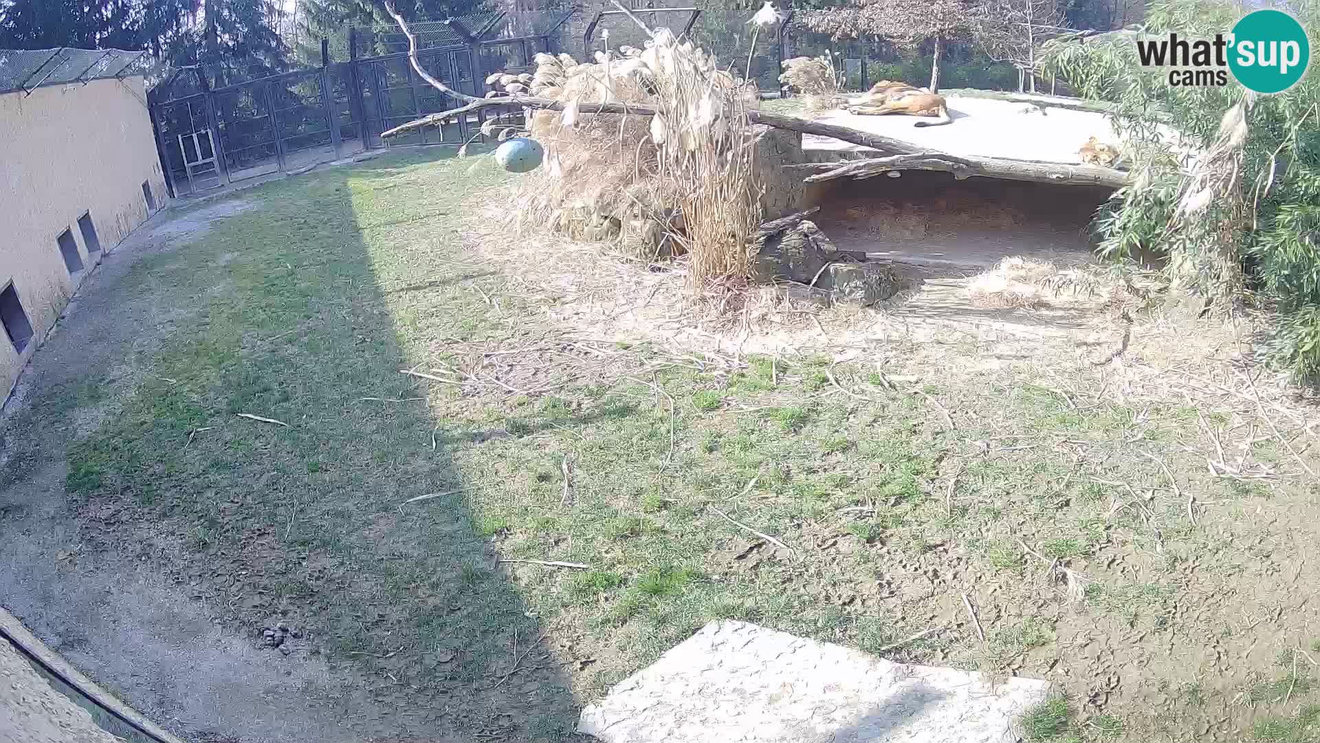 Löwe live Webcam im Zoo von Ljubljana – Slowenien