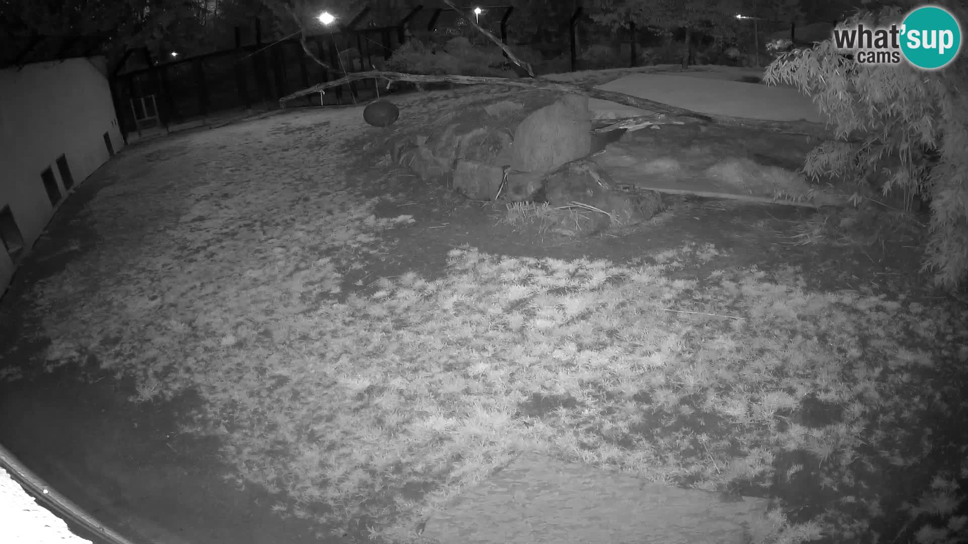 LION live Webcam in Ljubljana Zoo – Slovenia