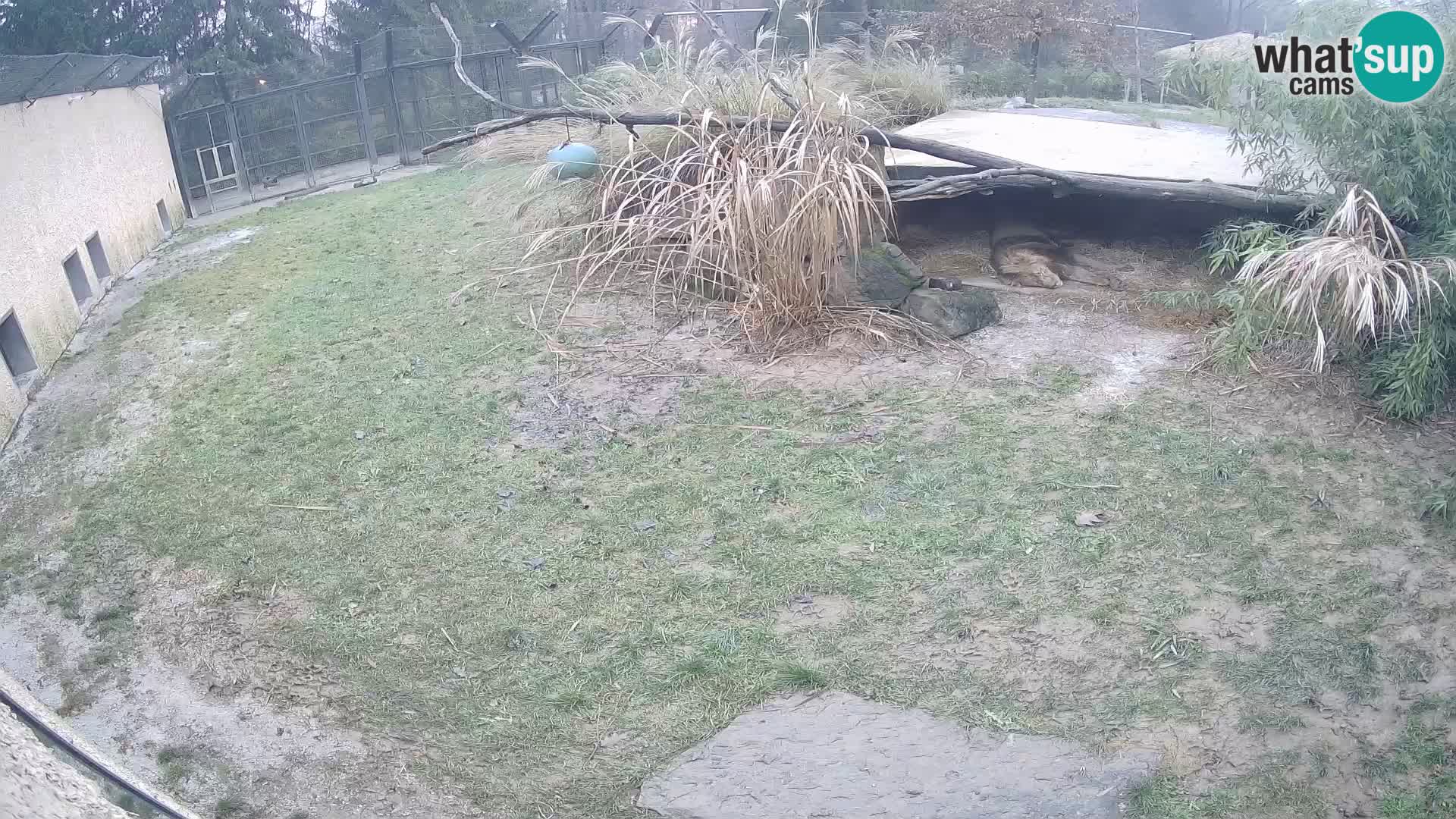 LEONE live Webcam nello zoo di Lubiana – Slovenia