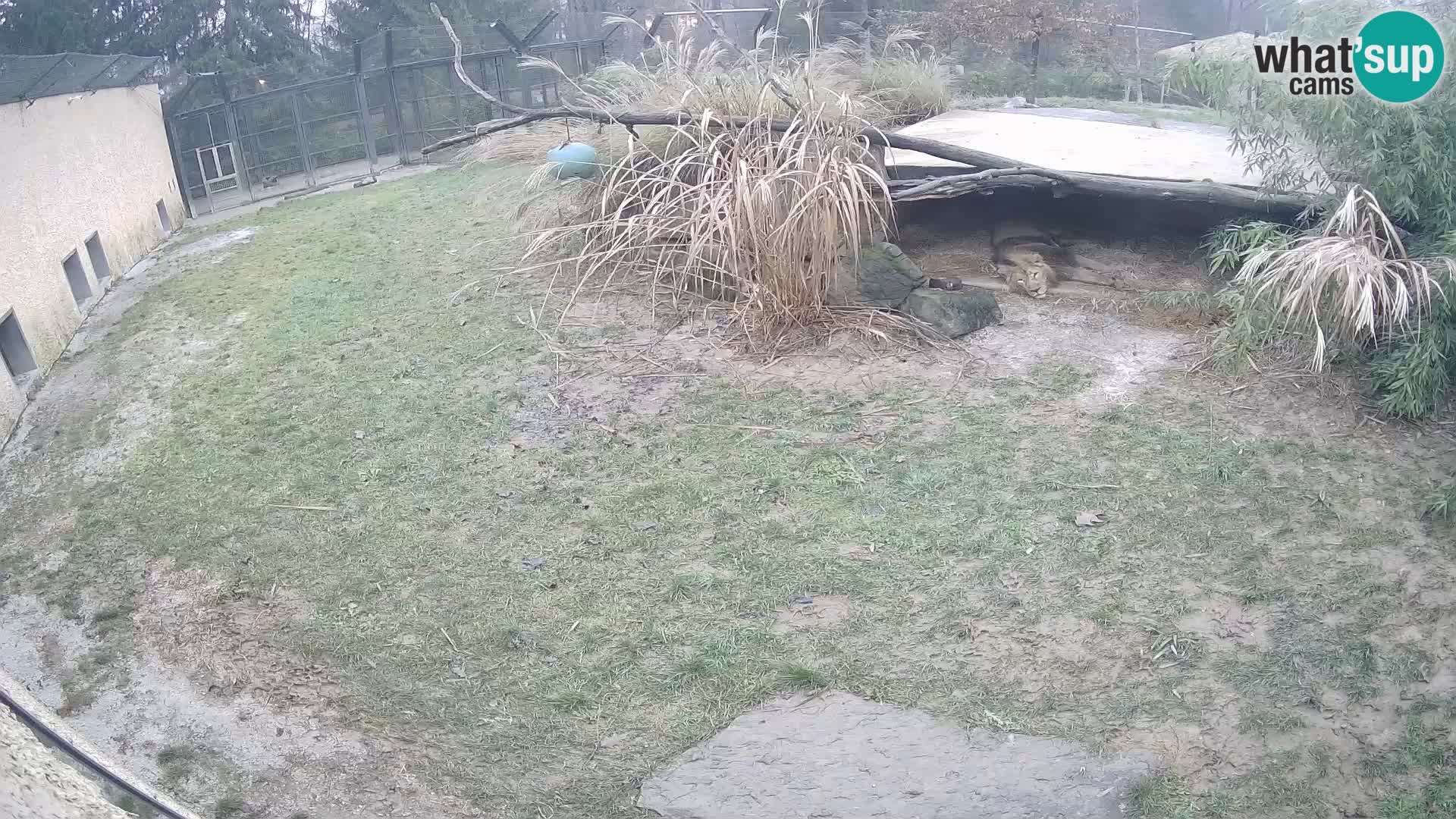 LION live Webcam in Ljubljana Zoo – Slovenia