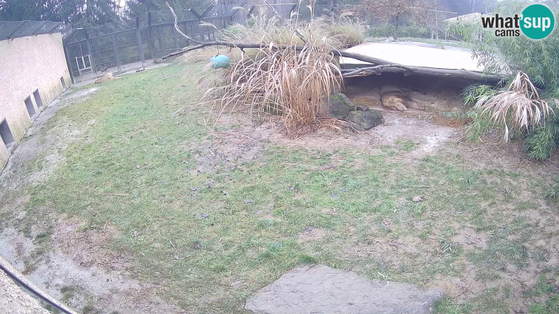 LEONE live Webcam nello zoo di Lubiana – Slovenia