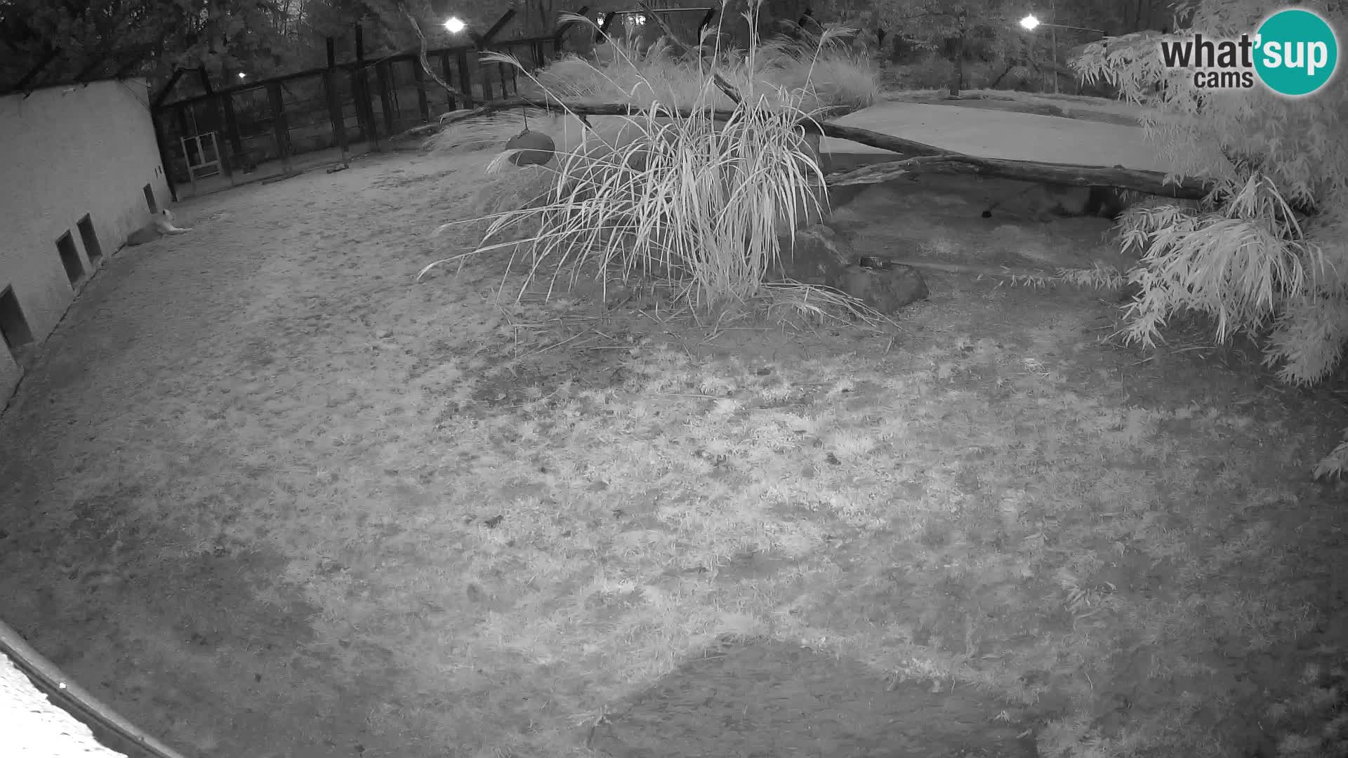 LION webcam en direct du zoo de Ljubljana – Slovénie