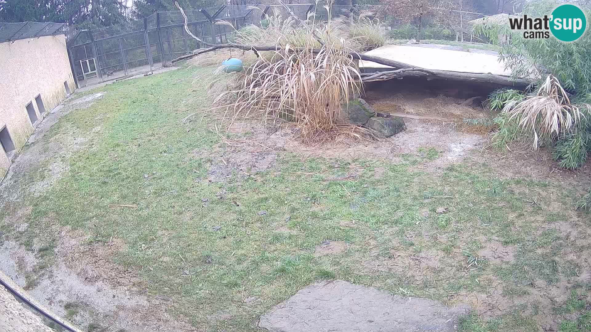 LION webcam en direct du zoo de Ljubljana – Slovénie