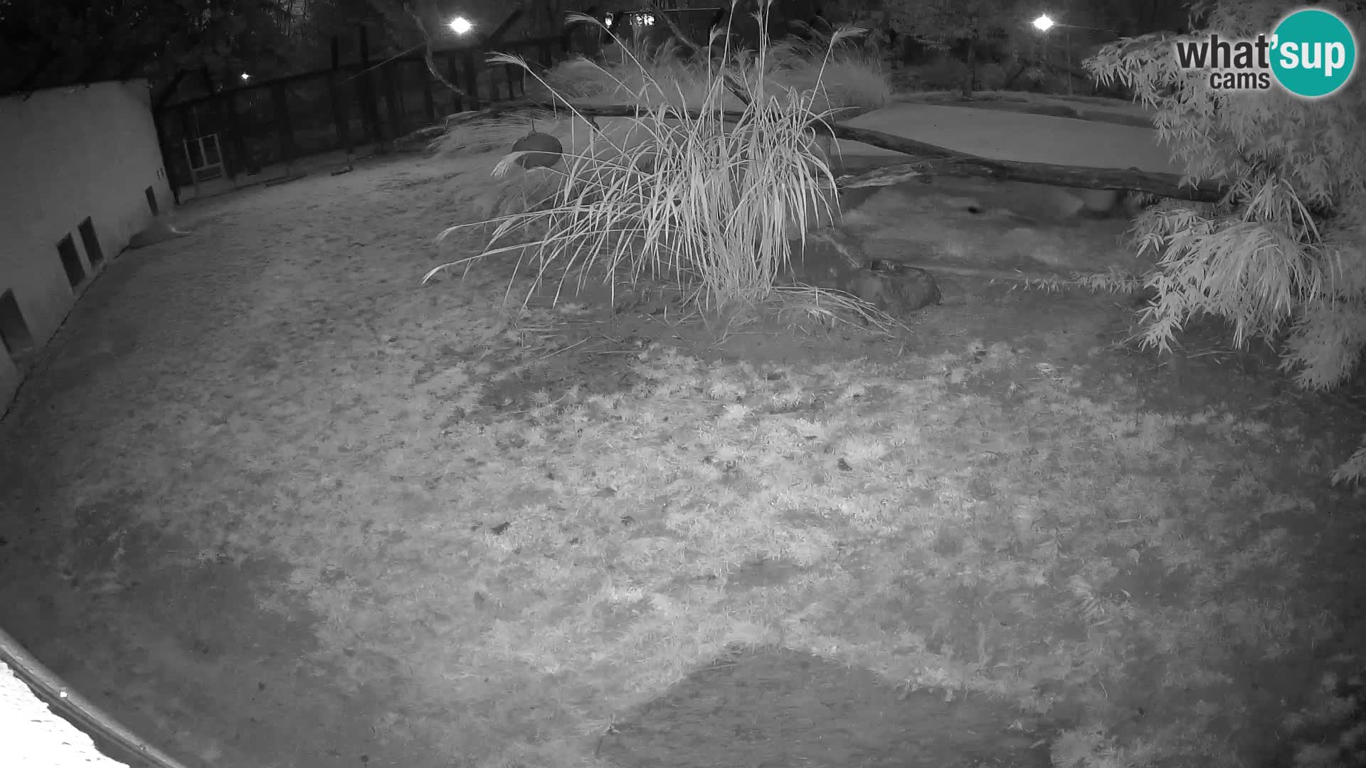 LION webcam en direct du zoo de Ljubljana – Slovénie