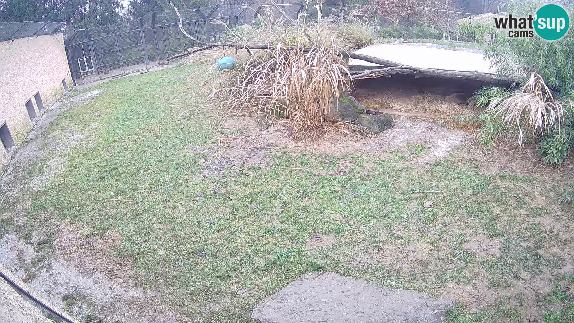LEON Webcam en vivo en Ljubljana Zoo – Eslovenia