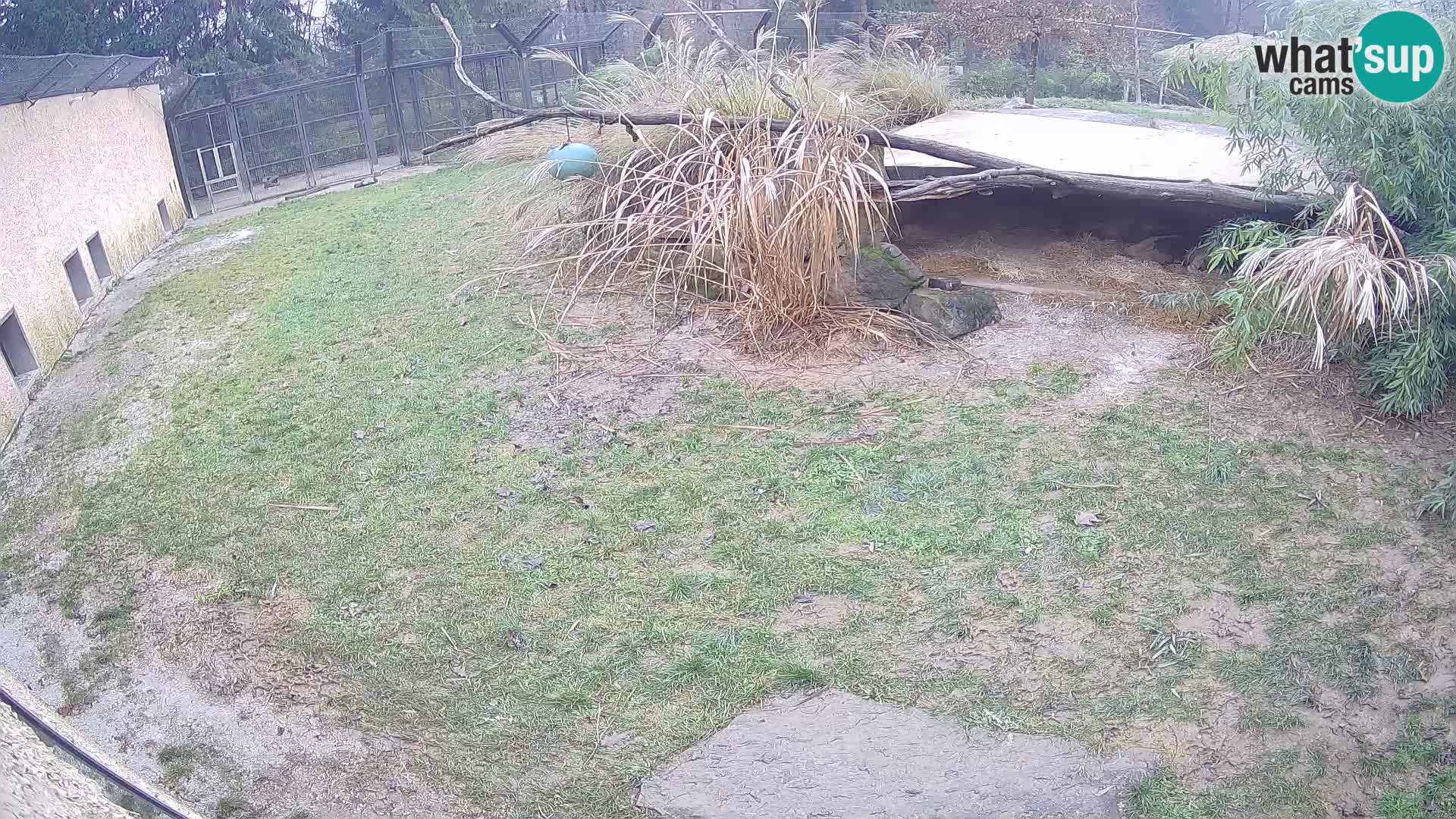 Löwe live Webcam im Zoo von Ljubljana – Slowenien