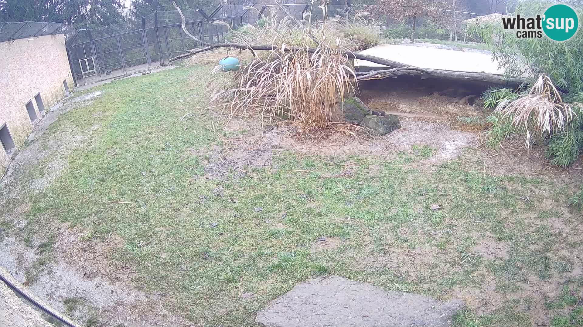 LEONE live Webcam nello zoo di Lubiana – Slovenia