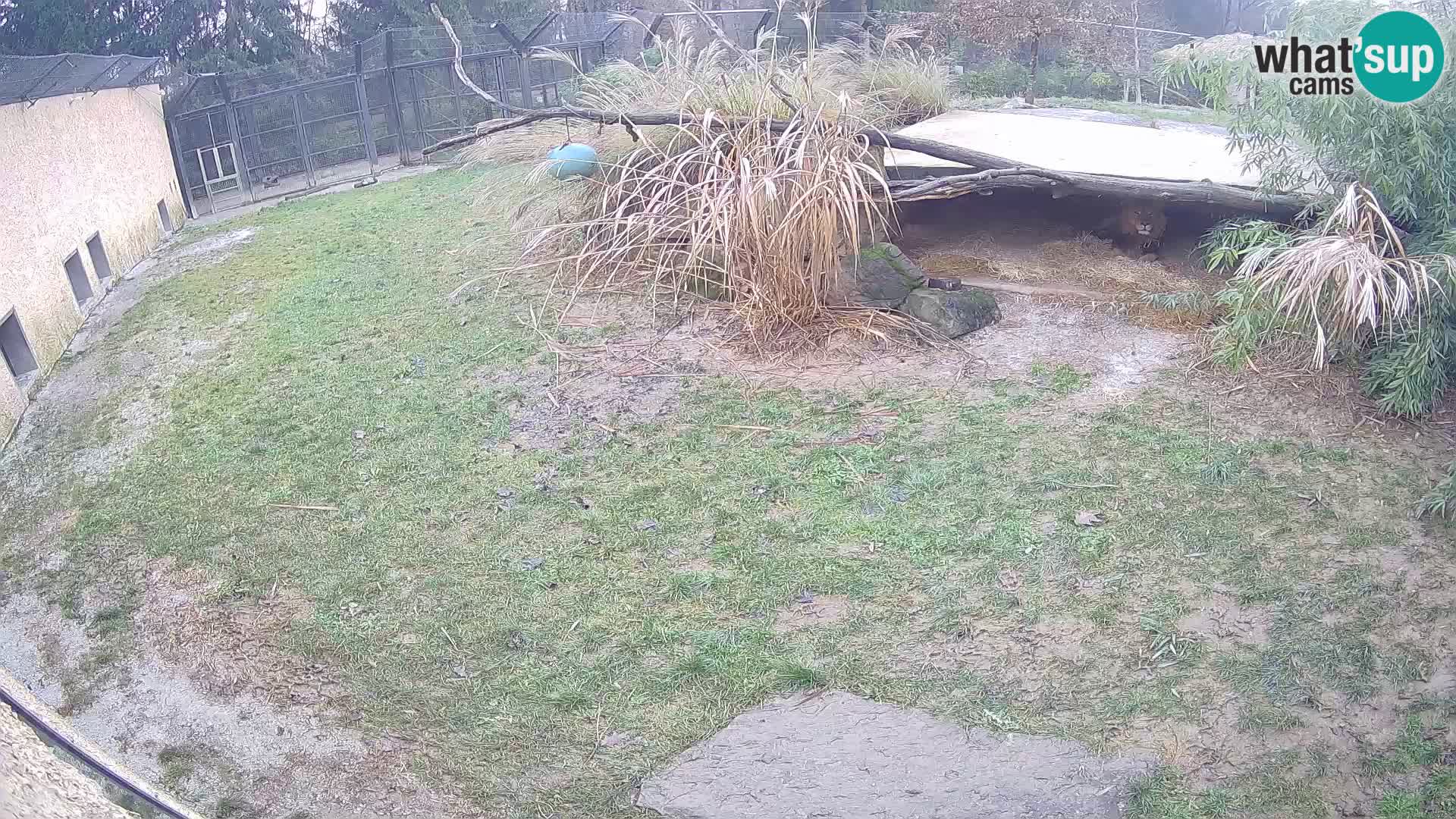 Löwe live Webcam im Zoo von Ljubljana – Slowenien