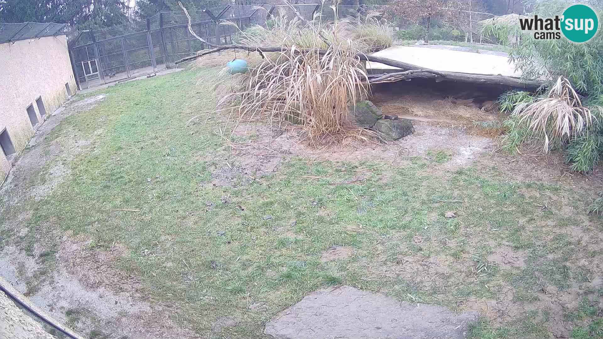 LION webcam en direct du zoo de Ljubljana – Slovénie