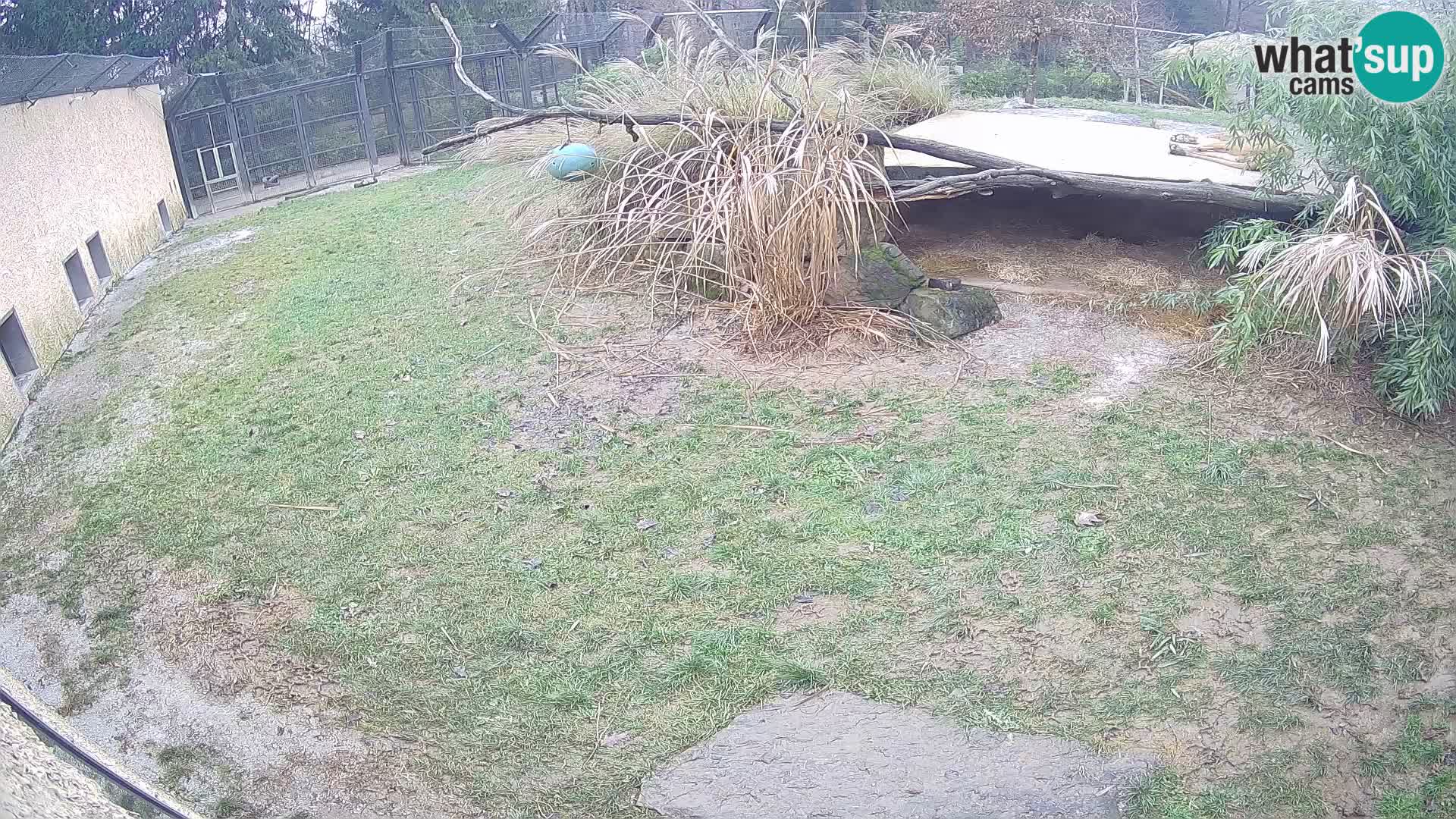 LION webcam en direct du zoo de Ljubljana – Slovénie
