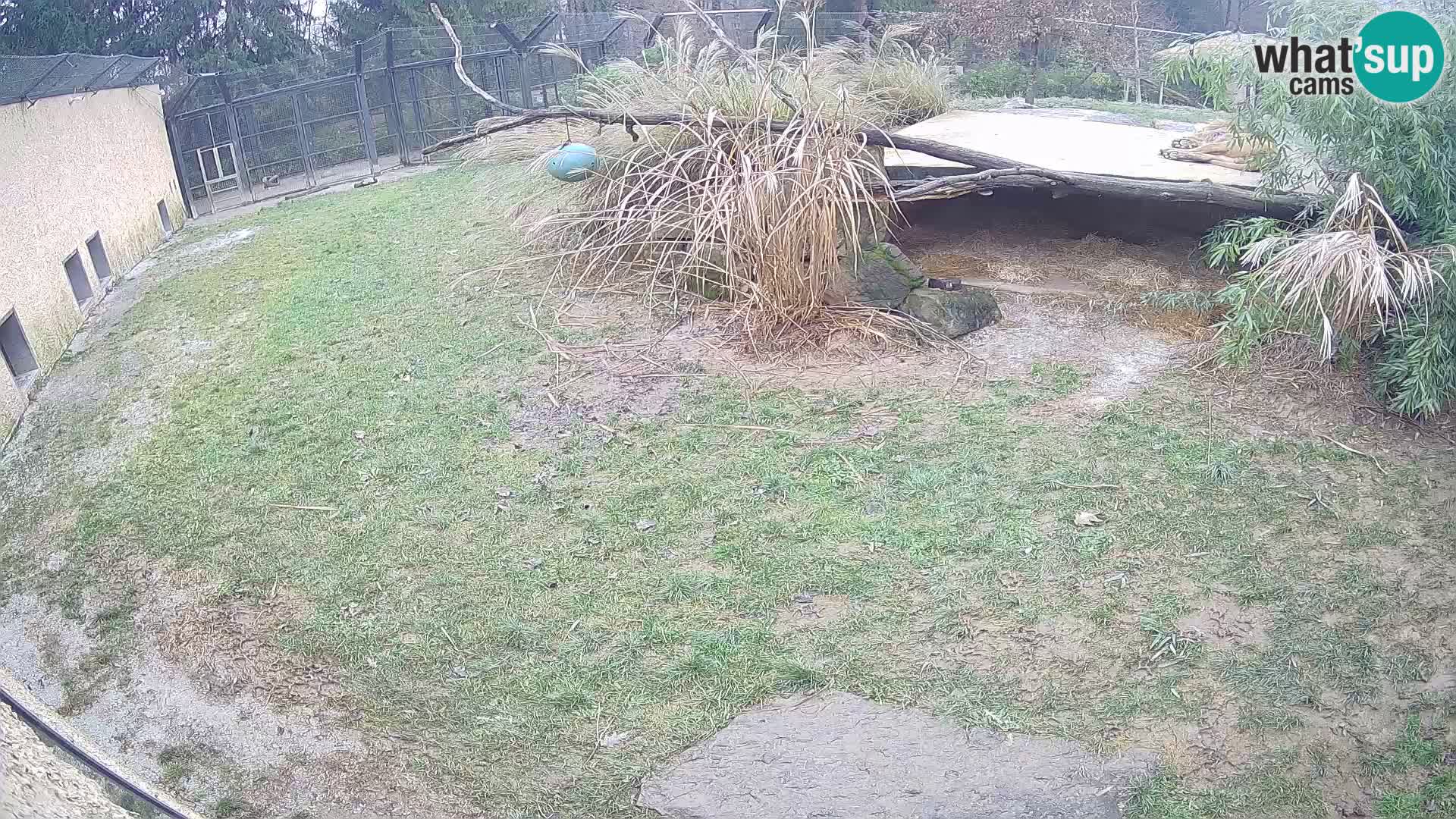 LION live Webcam in Ljubljana Zoo – Slovenia