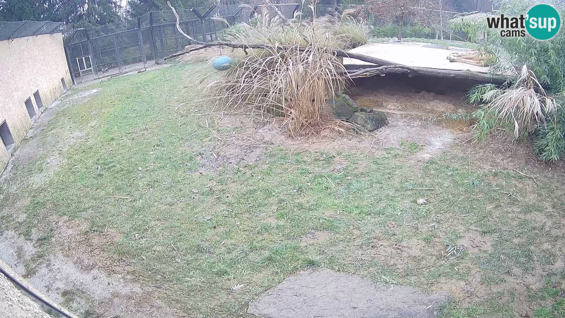 LEONE live Webcam nello zoo di Lubiana – Slovenia