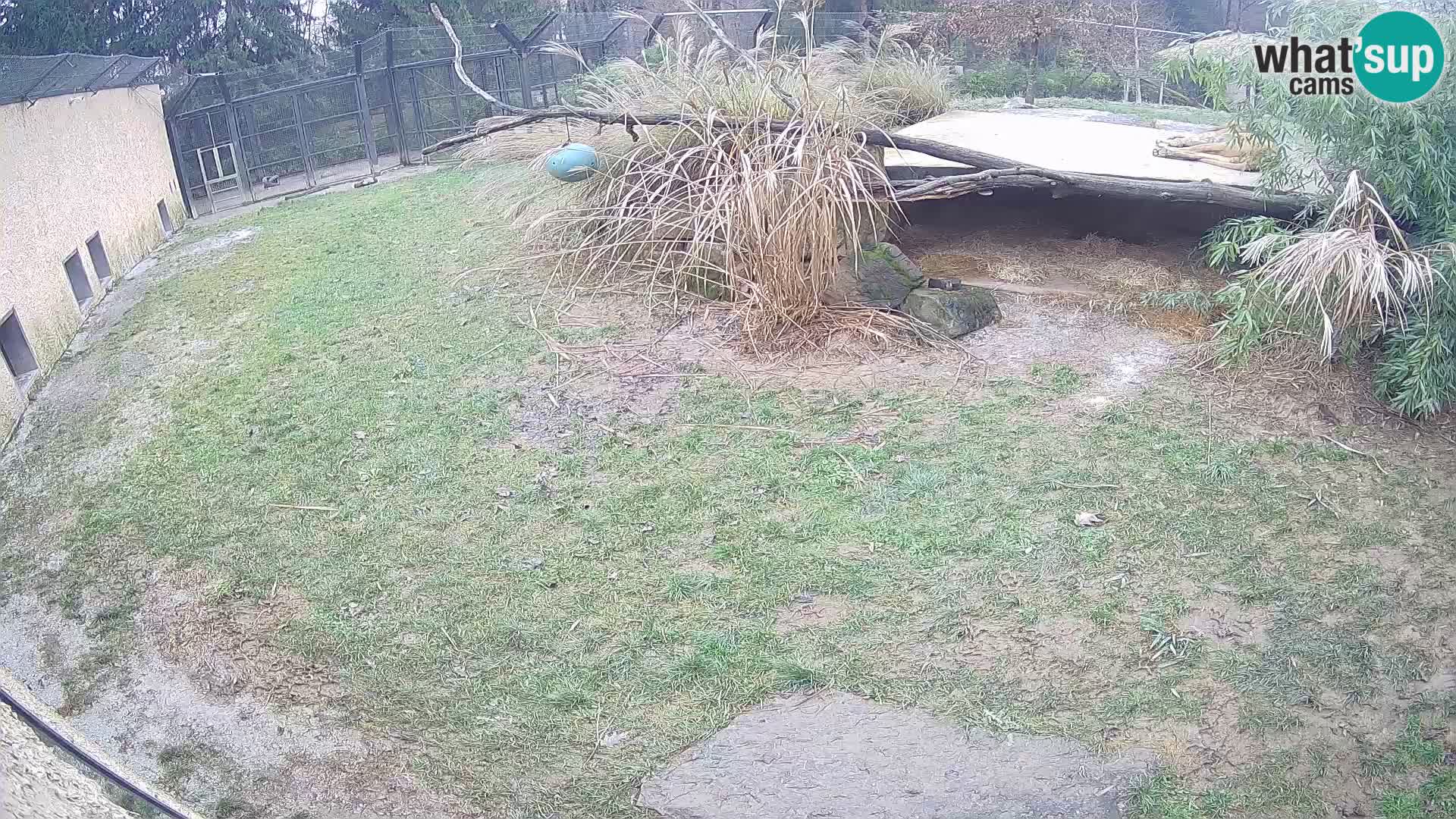 LION webcam en direct du zoo de Ljubljana – Slovénie