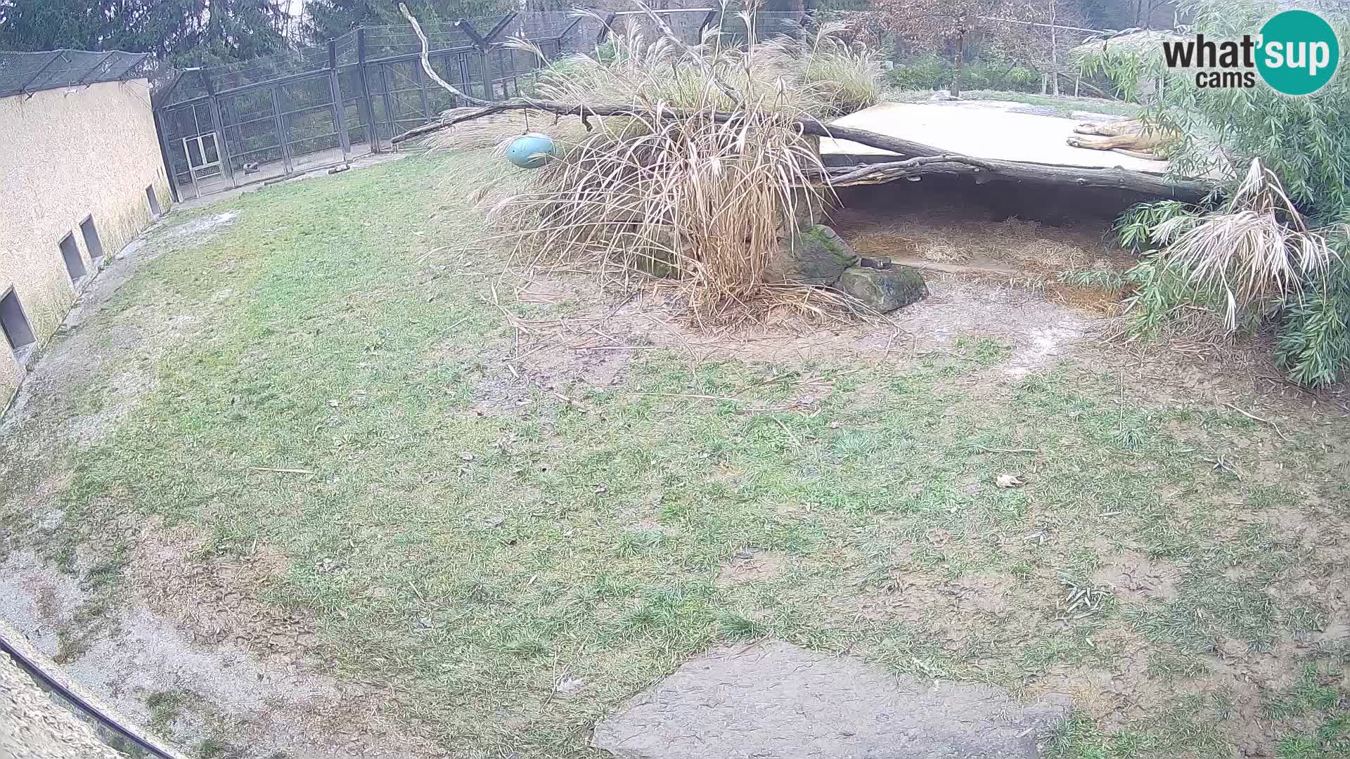 LION webcam en direct du zoo de Ljubljana – Slovénie