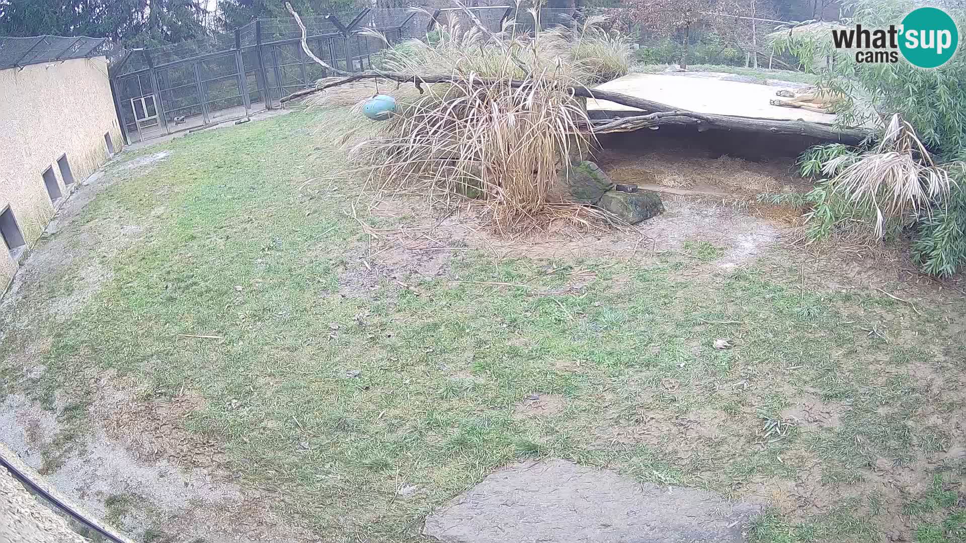 LEONE live Webcam nello zoo di Lubiana – Slovenia