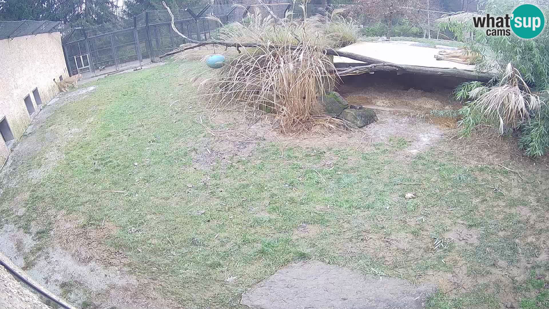 LEONE live Webcam nello zoo di Lubiana – Slovenia