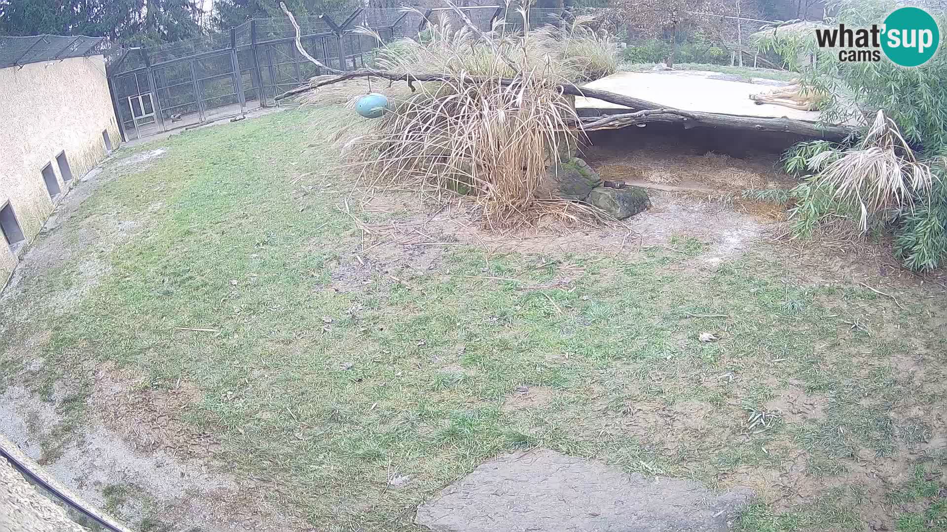 LEON Webcam en vivo en Ljubljana Zoo – Eslovenia