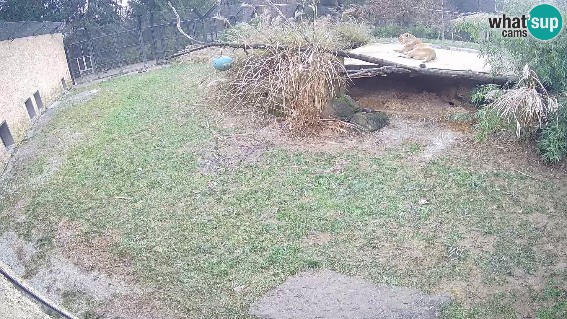 LION live Webcam in Ljubljana Zoo – Slovenia
