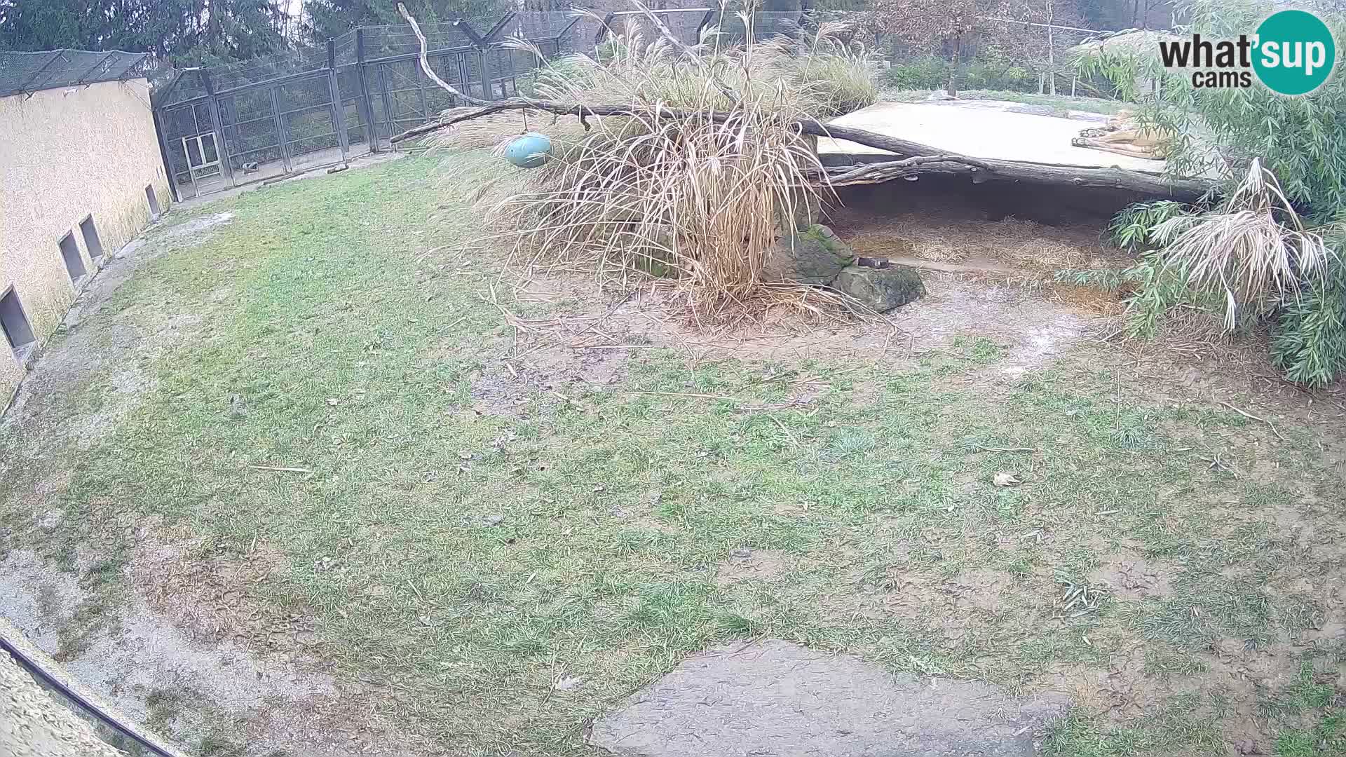 LEONE live Webcam nello zoo di Lubiana – Slovenia