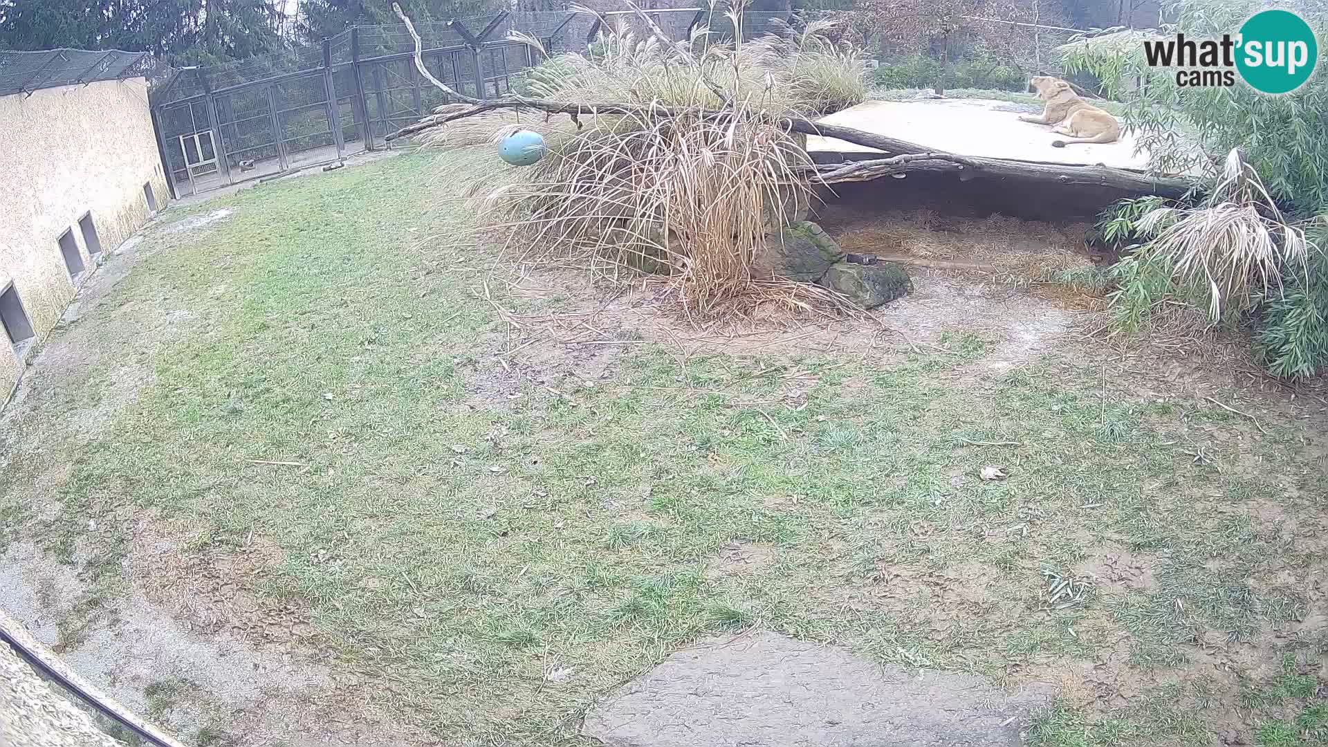 Lavovi web kamera uživo u ljubljanskom zoološkom vrtu – Slovenija