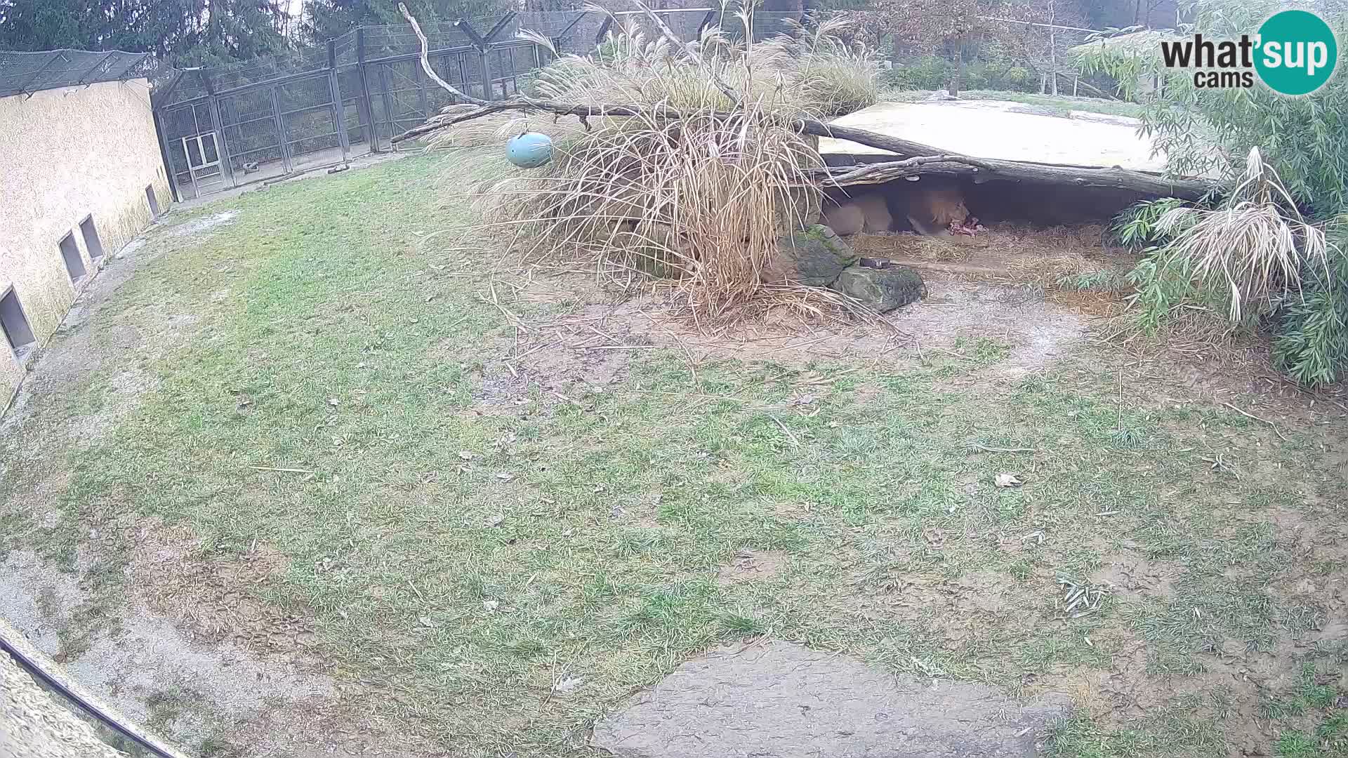 LEVI spletna kamera v živalskem vrtu Ljubljana Zoo