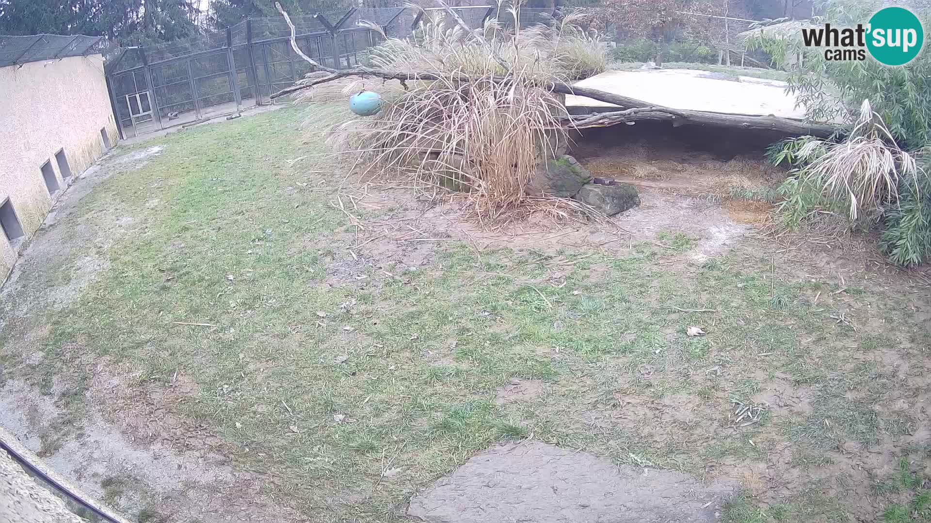 LION webcam en direct du zoo de Ljubljana – Slovénie