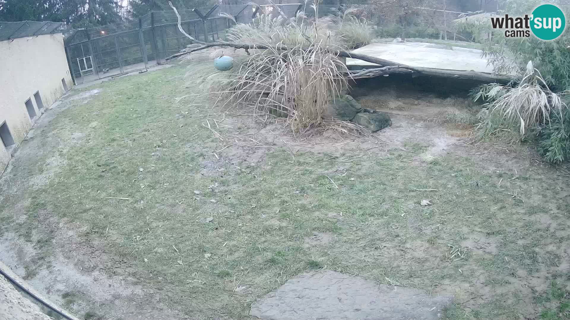 LEONE live Webcam nello zoo di Lubiana – Slovenia