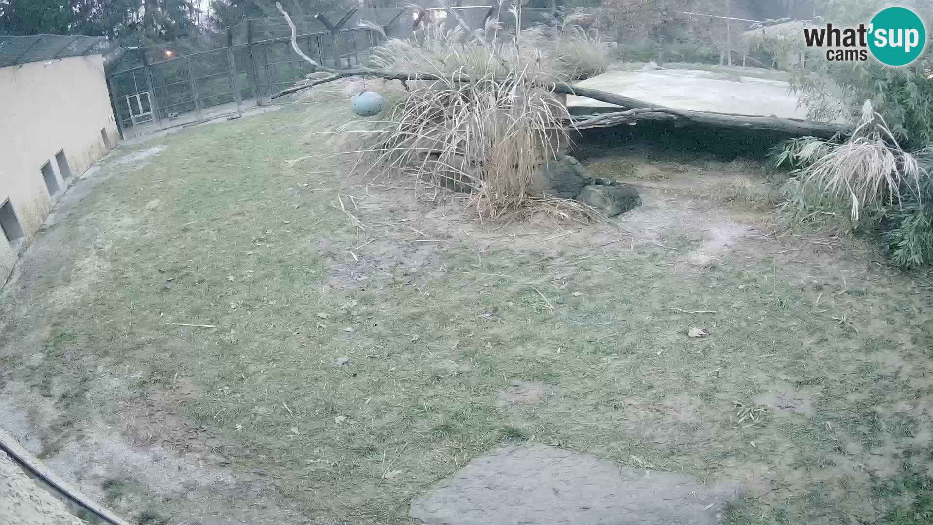 Löwe live Webcam im Zoo von Ljubljana – Slowenien