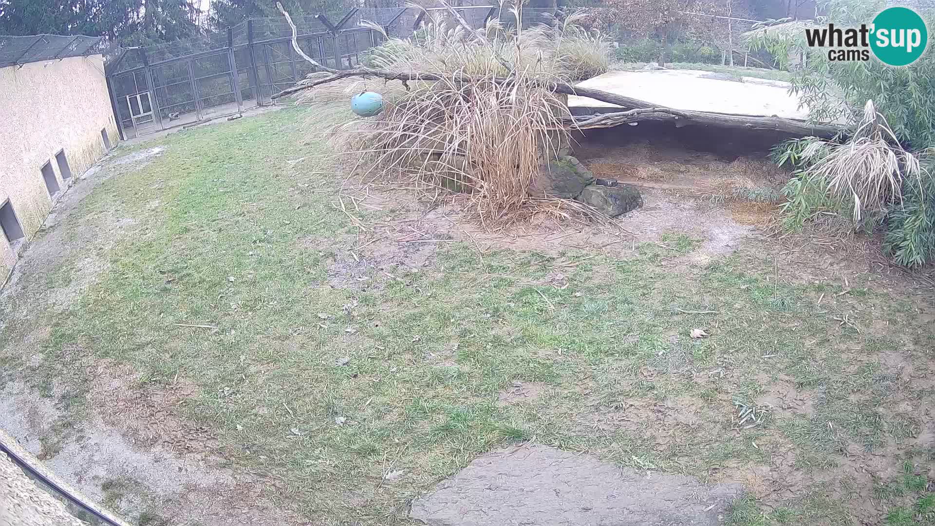 LEON Webcam en vivo en Ljubljana Zoo – Eslovenia