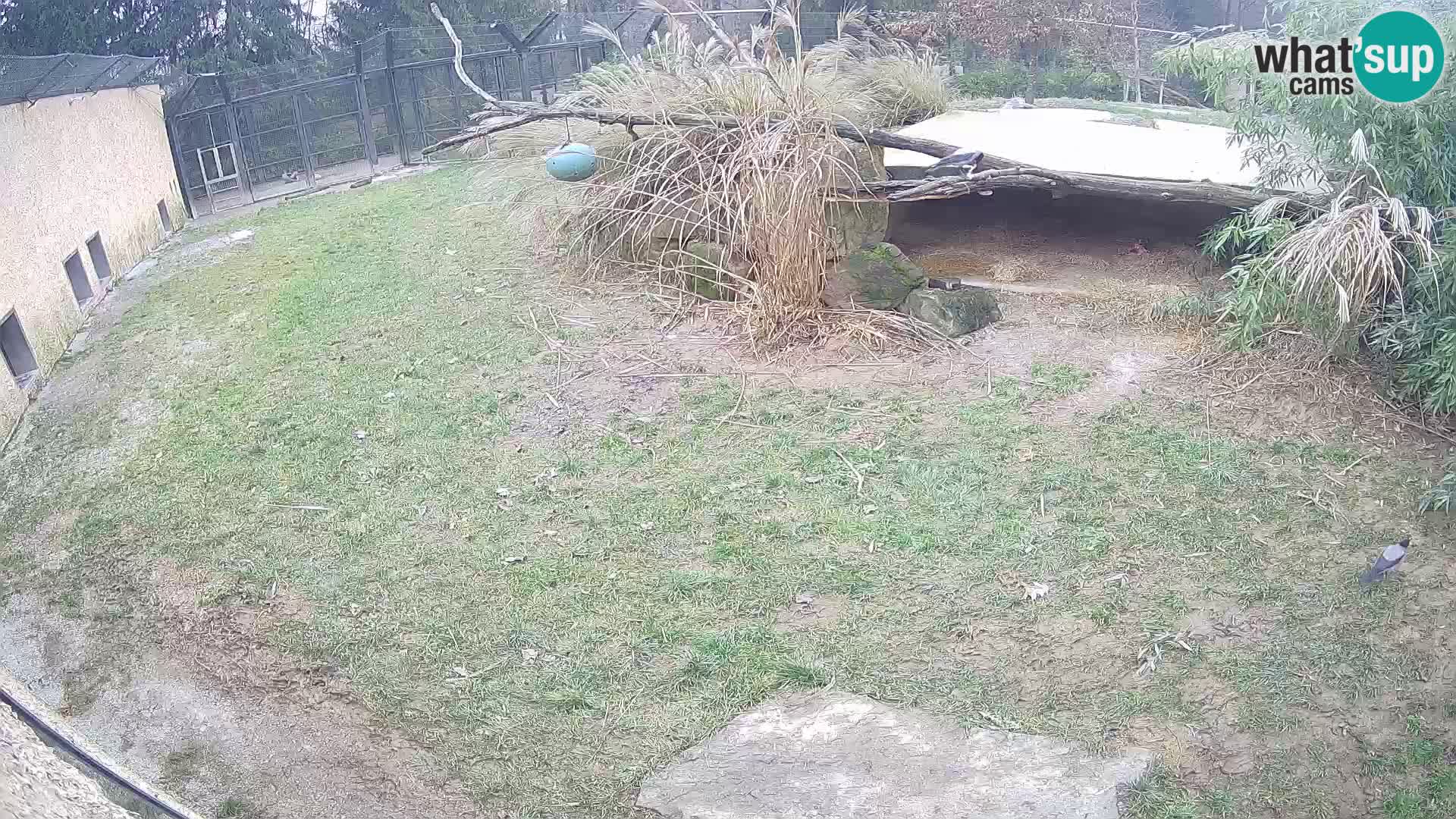 LEON Webcam en vivo en Ljubljana Zoo – Eslovenia
