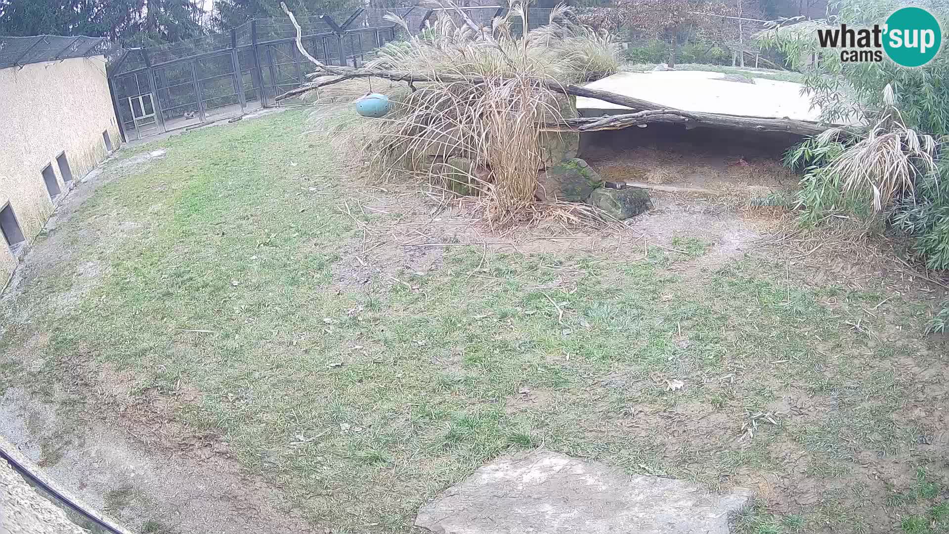 LION webcam en direct du zoo de Ljubljana – Slovénie