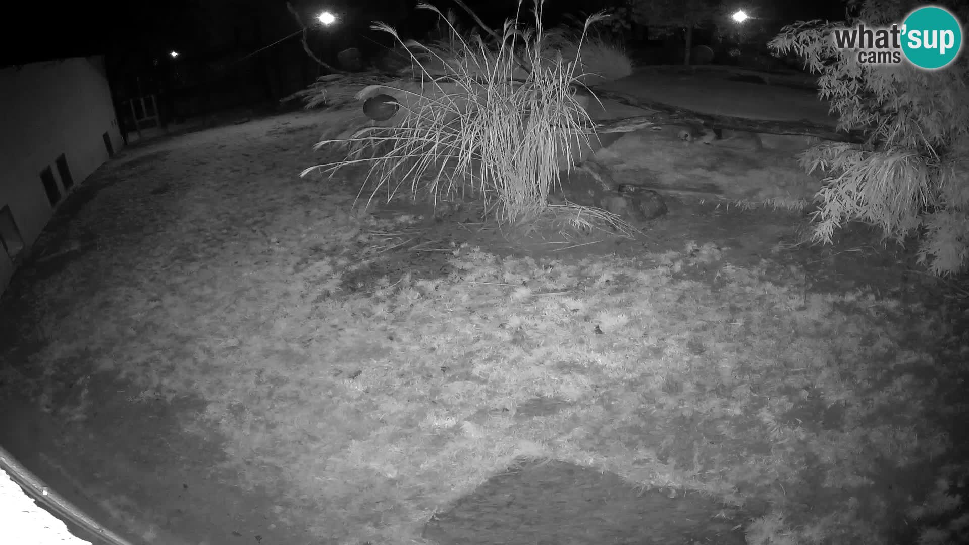 LEONE live Webcam nello zoo di Lubiana – Slovenia