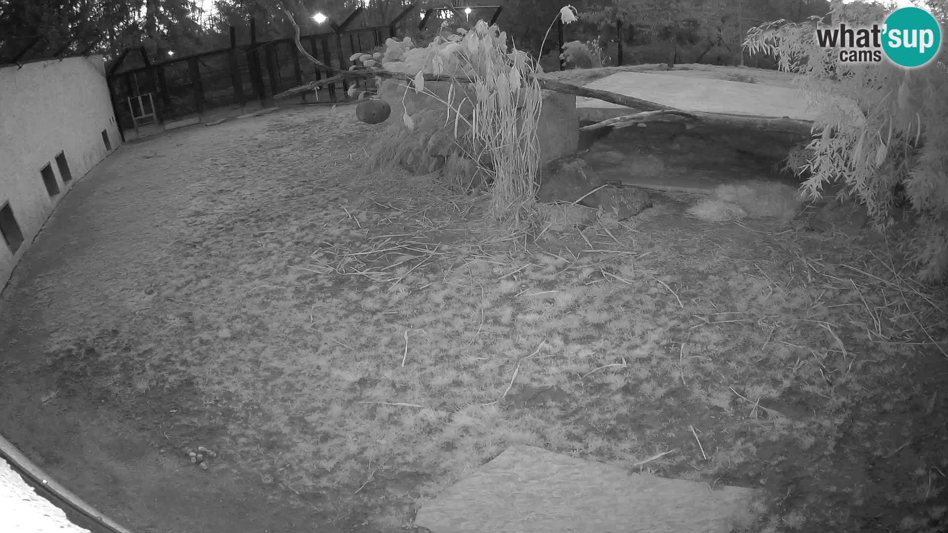 Lavovi web kamera uživo u ljubljanskom zoološkom vrtu – Slovenija