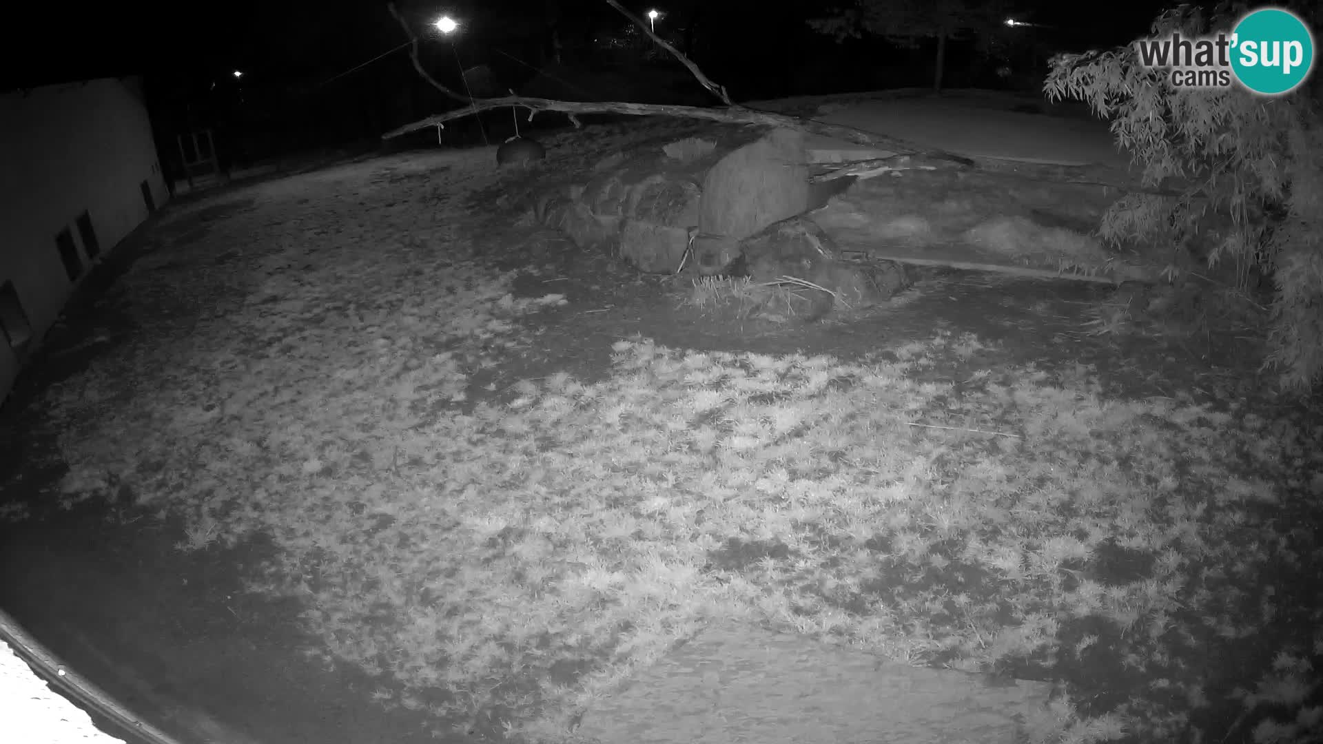 LEVI spletna kamera v živalskem vrtu Ljubljana Zoo