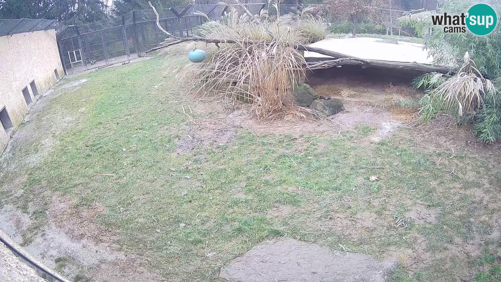 LEONE live Webcam nello zoo di Lubiana – Slovenia