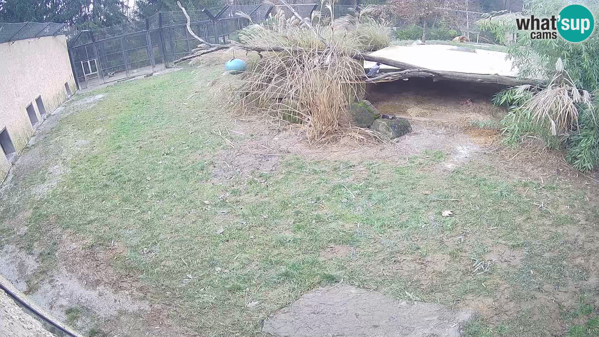 Löwe live Webcam im Zoo von Ljubljana – Slowenien