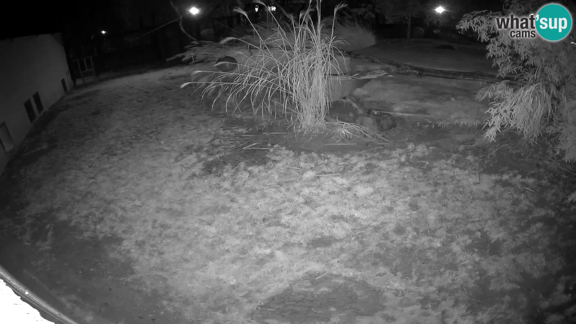 LION live Webcam in Ljubljana Zoo – Slovenia