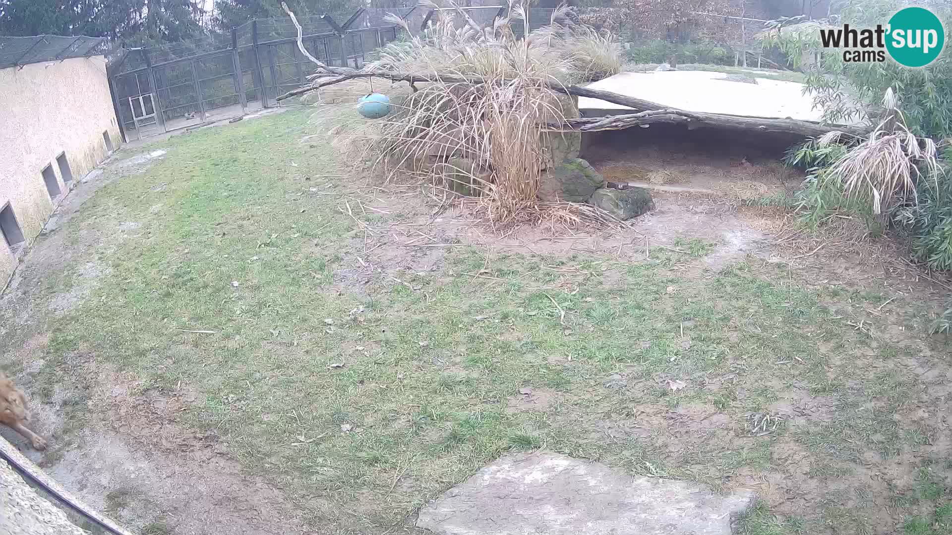 LEVI spletna kamera v živalskem vrtu Ljubljana Zoo